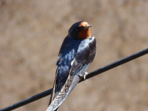 Hirundo Rustica - Rondine