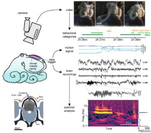Un'immagine dello studio sugli octopus liberi cui partecipa la zoologa Anna di Cosmo