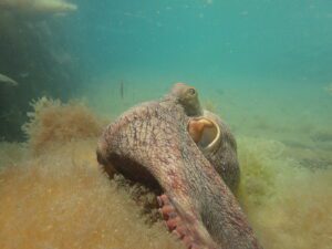 Dettaglio dell'octopus ripreso durante l'esperimento con il Neurologger