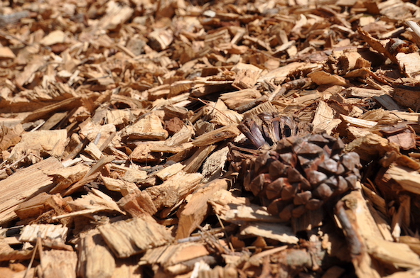 Ecco come sono composte le biomasse per produrre energia