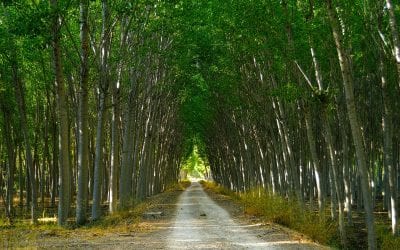 Una foresta di pioppi per la bonifica della Terra dei Fuochi
