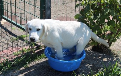 Una nuova famiglia per i cuccioli ospitati nel rifugio del carcere di Spoleto