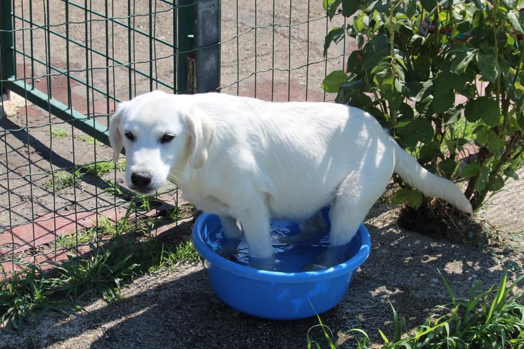 FCC – cuccioli carcere Spoleto (4) cuccioli