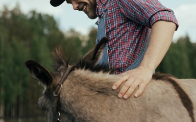 In provincia di Roma la raccolta dei rifiuti è a dorso di mulo
