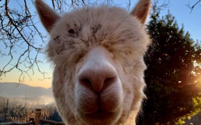 Vuoi adottare un alpaca? In Italia si può