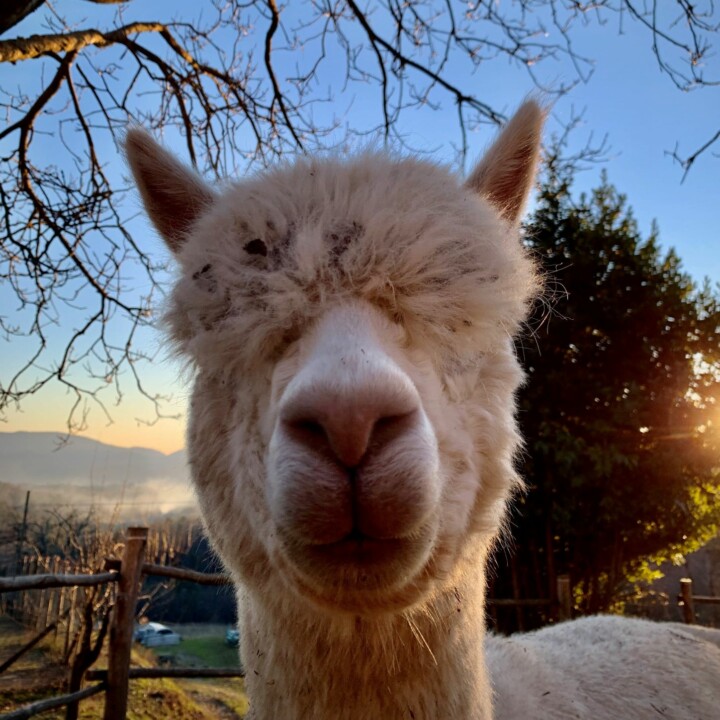 Alpaca Alpaca