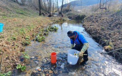 La trota mediterranea ripopola i fiumi del Molise