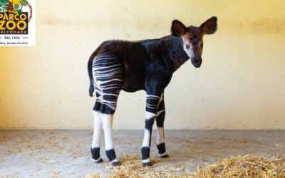 Nelle Marche è nato il primo okapi italiano