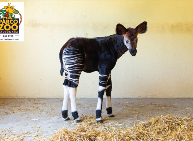 Okapi