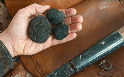 Riconoscimento Unesco consegnato alla ComunitĂ italiana del tartufo