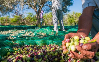SOS frantoi. Il paradosso italiano