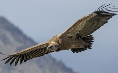 Sardegna, terra di ripopolamento per i vulturidi