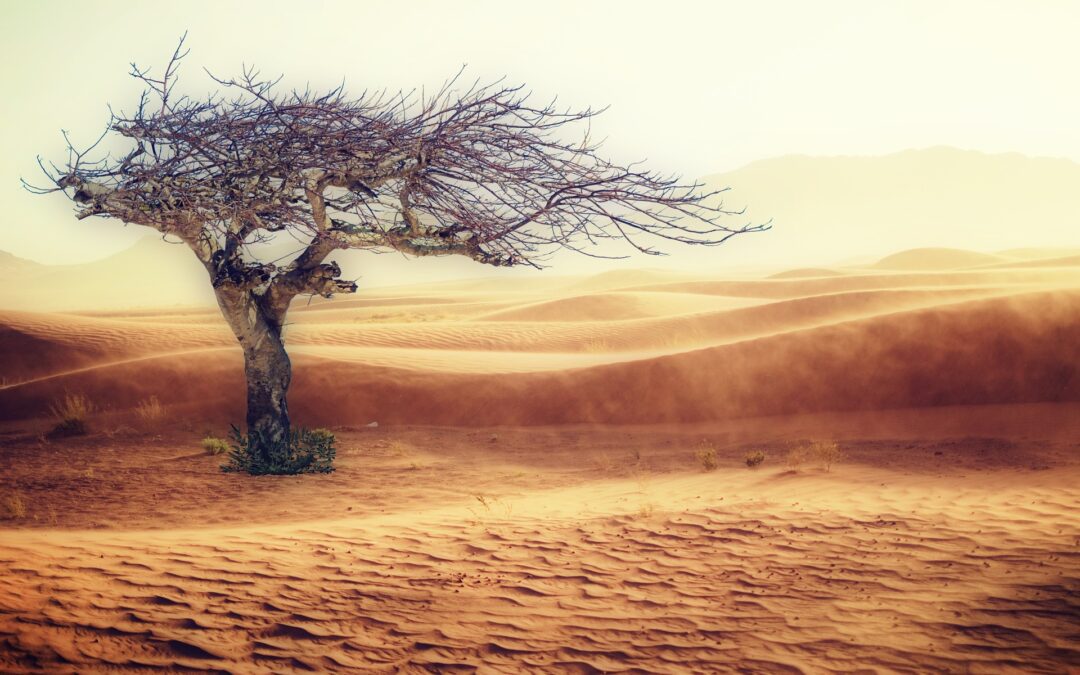 Cop 27 vista da dentro