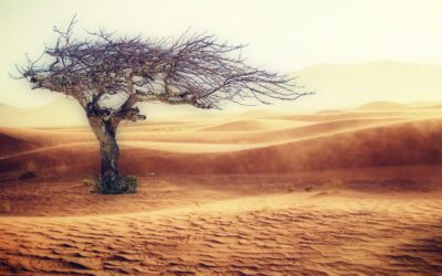 Cop 27 vista da dentro