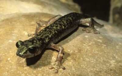 Gli animali italiani in Lista Rossa