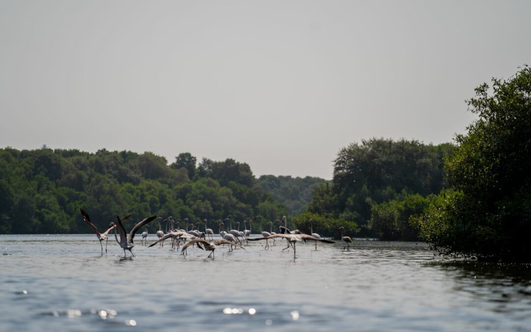 Un team di ricercatori della Bicocca in missione tra le mangrovie degli Emirati Arabi