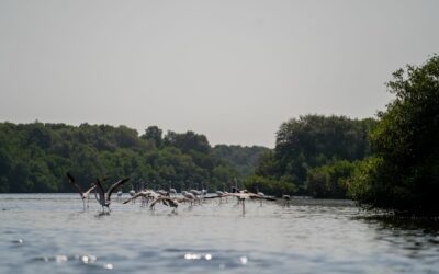 Un team di ricercatori della Bicocca in missione tra le mangrovie degli Emirati Arabi