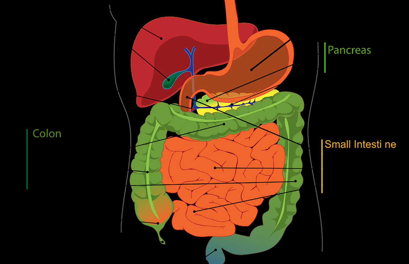 Tumore al Pancreas, si lavora al vaccino anche grazie al Pnrr Tumore al Pancreas, si lavora al vaccino grazie al Pnrr