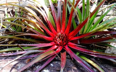 Estinte, anzi no: Università Roma Tre ritrova 160 piante