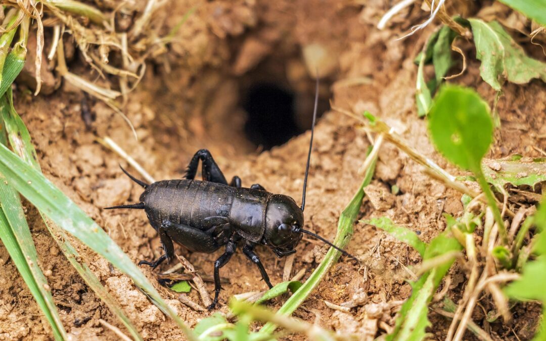 Grilli nella dieta mediterranea? Gli Italiani non apprezzano
