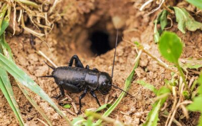 Grilli nella dieta mediterranea? Gli Italiani non apprezzano
