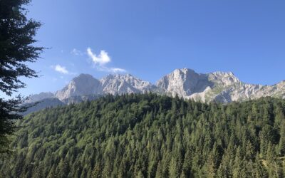 La foresta è un toccasana per l’ansia
