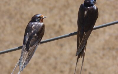 Pronta la mappa del DNA della rondine