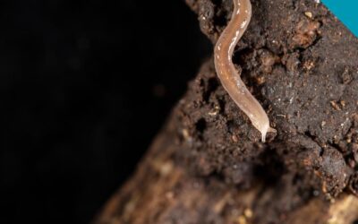 Scoperta al MUSE di Trento una nuova specie aliena
