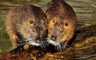 Ritornano i castori in Italia dopo 500 anni