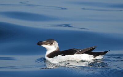 I social networks utili alla scienza: rivelano l’invasione della gazza marina nel Mediterraneo