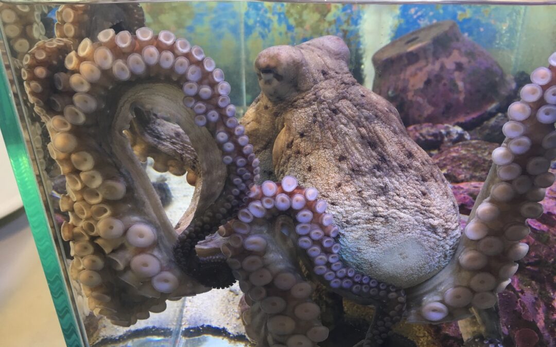 Studiato il cervello dei polpi liberi