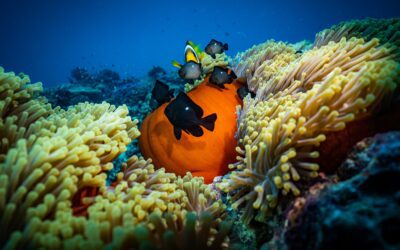 Nasce il primo centro di ricerca italiano sulla biodiversità