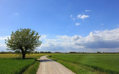 Alluvione in Emilia Romagna, quanti danni all’agricoltura