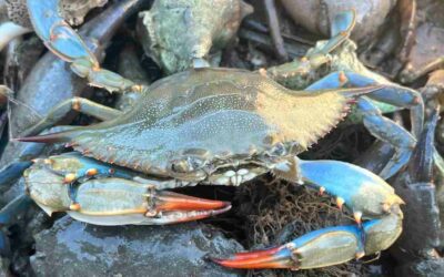 Granchio blu: da emergenza a risorsa economica. Ma Bruxelles potrebbe imporre un cambio di strategia