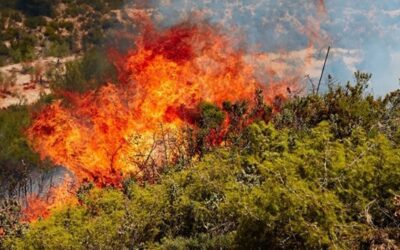 L’albero giusto: il Cnr studia la resilienza agli incendi degli ecosistemi boschivi