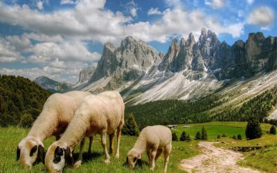 Do androids dream of Italian sheep?