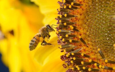 Le api ci possono aiutare?