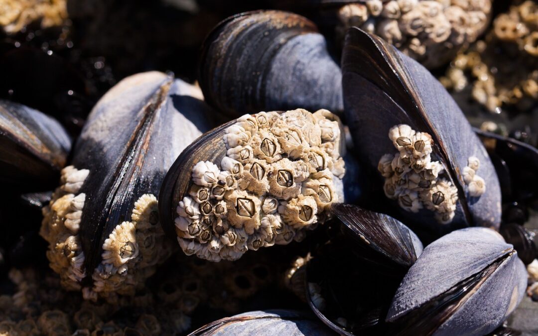 Cozze: dalla tavola al cantiere
