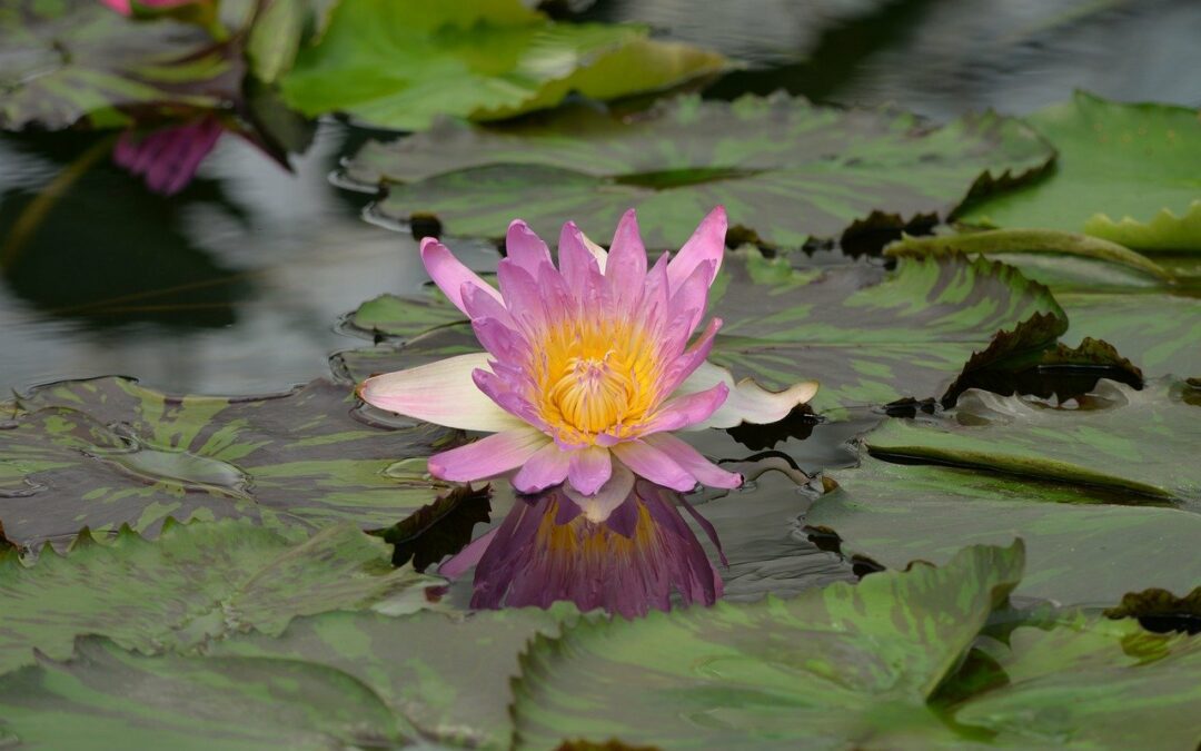 Nasce il primo centro di ricerca italiano sulla biodiversità