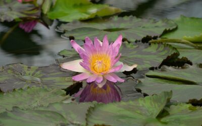 Nasce il primo centro di ricerca italiano sulla biodiversità