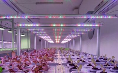 Nasce a Milano il primo condominio green con un orto aeroponico