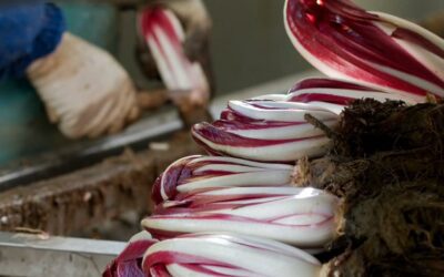 I produttori del radicchio di Treviso si difendono dagli americani
