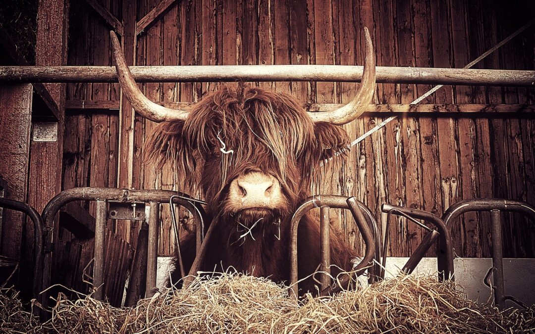 Dall’Italia mangimi alternativi e più green