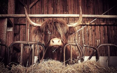 Dall’Italia mangimi alternativi e più green