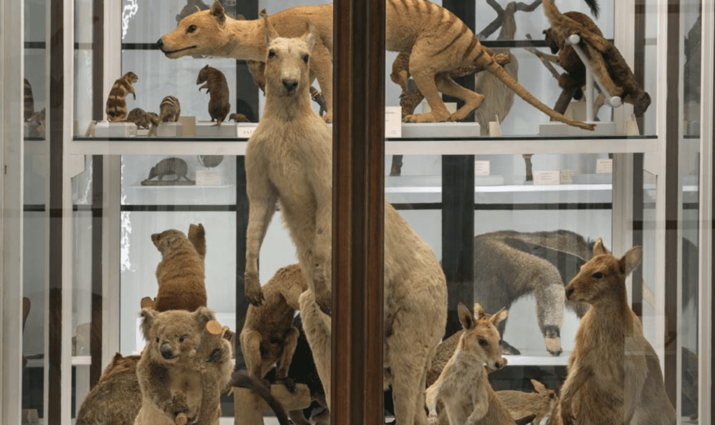 La Specola - immagine dal sito ufficiale