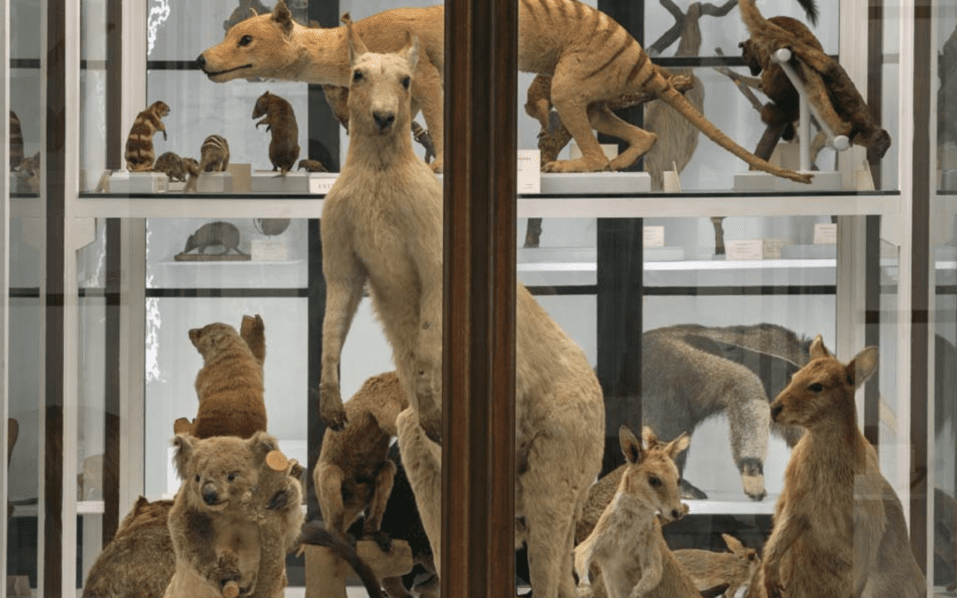 Riapre la Specola, il più antico museo scientifico d’Europa