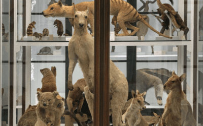 Riapre la Specola, il più antico museo scientifico d’Europa