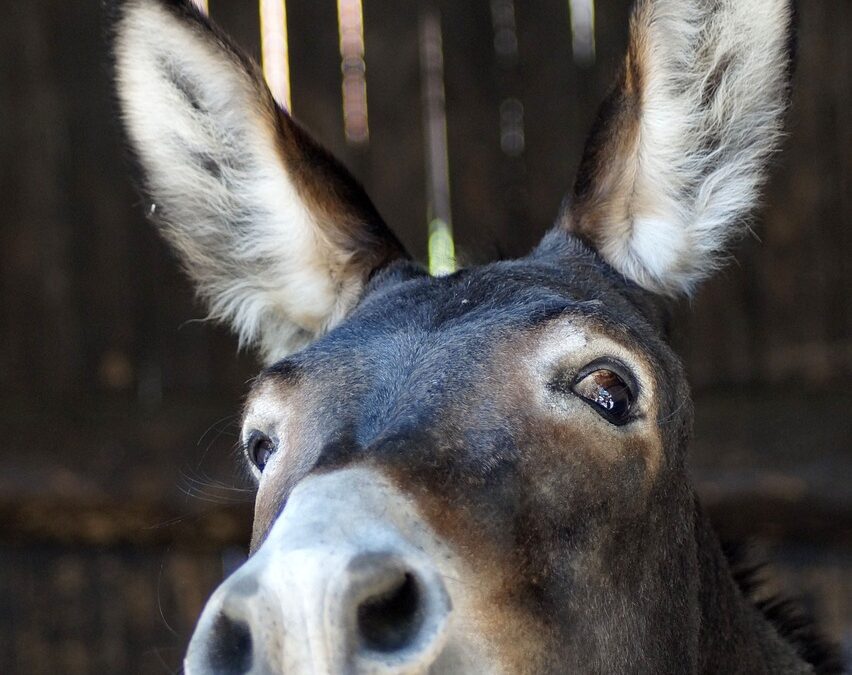 Italia ultima in Europa per Merito