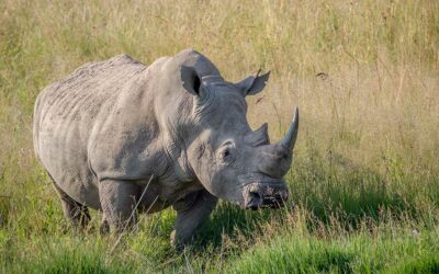 A Padova si salva il rinoceronte bianco