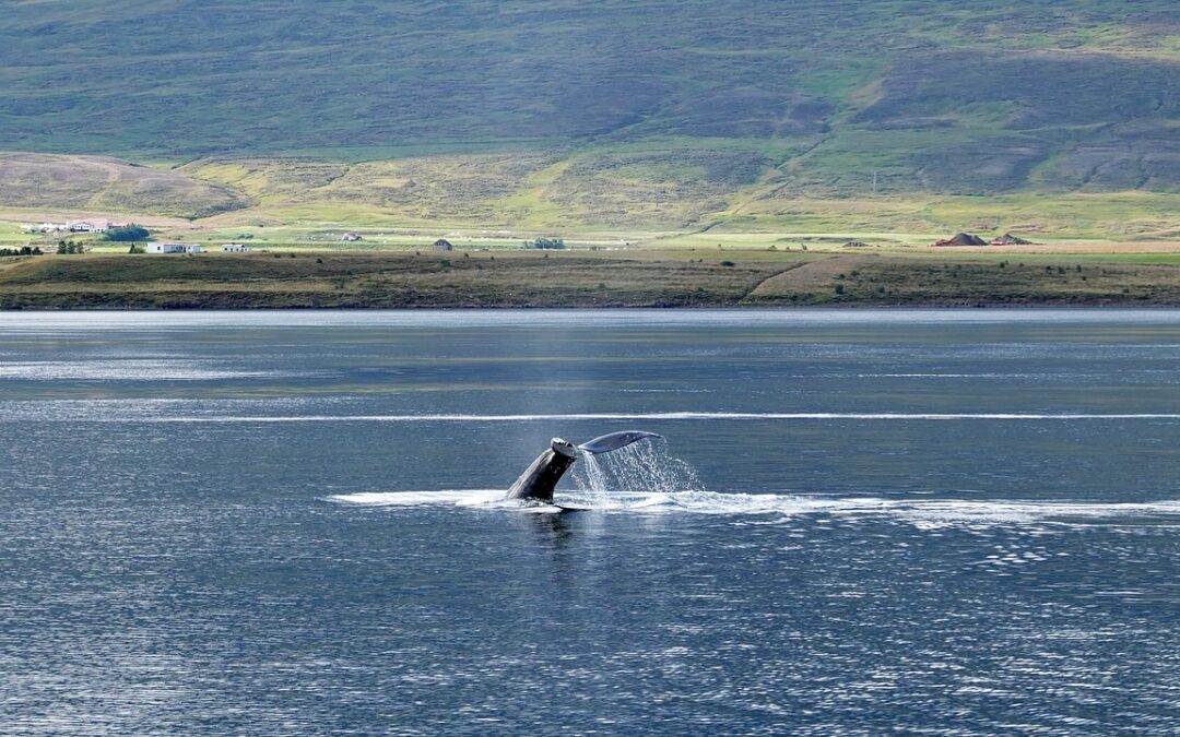 Studio dell’Università di Torino sulla balenottera azzurra